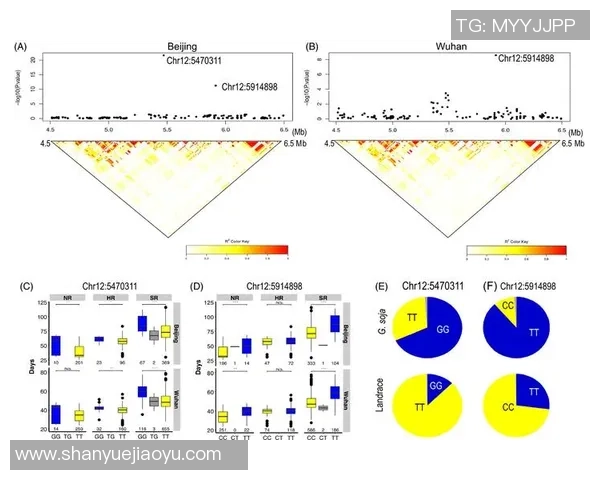 深圳篮球队耐力分析与战术适应性研究探讨